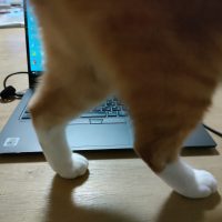 パソコンの前をネコが横切る
